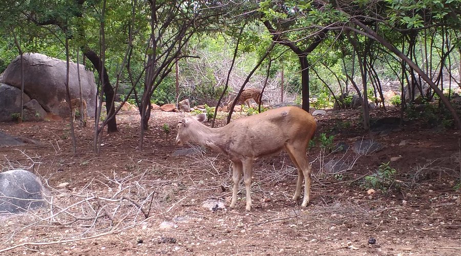 Mrugavani National Park